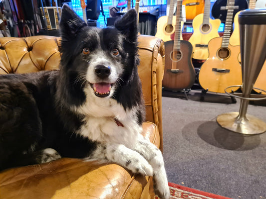 Når butikken får poter 🐾 – Besøg af Gizmo hos Plektrum.dk